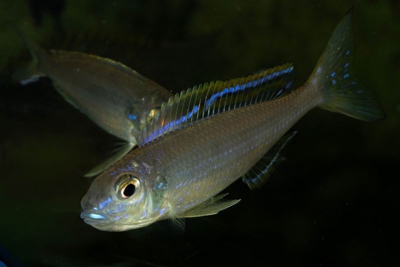 Lestradea perspicax 'Kigoma'